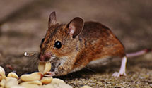 24 Hour & Emergency Exterminators in Fiveforks, PA